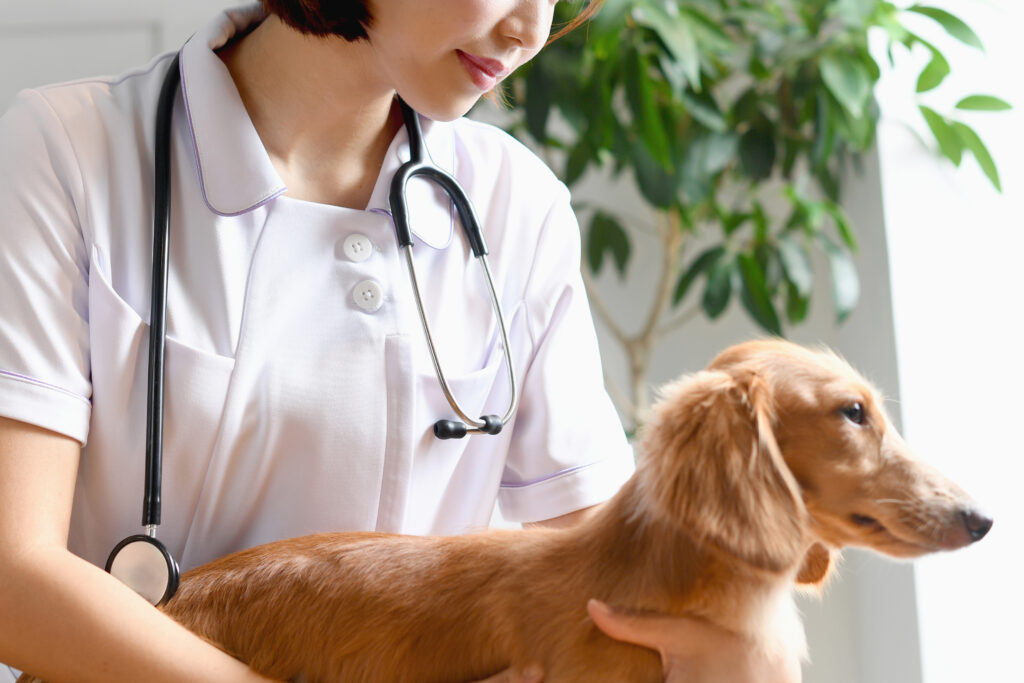 犬を抱える看護師